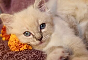 Ragdoll - 4