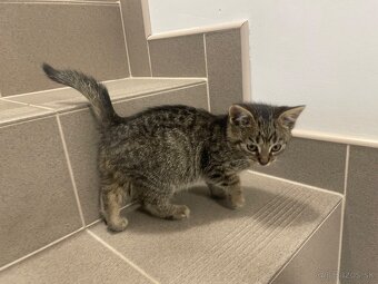 Darujem kocúrika - 4