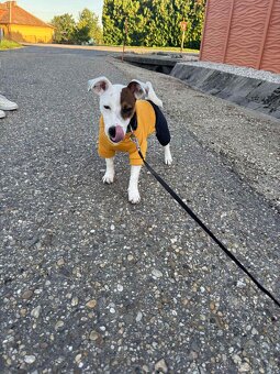Predám Jack Russell teriéra – 7 mesiacov - 4