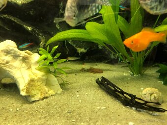 Akvárium Full vybavené komplet - 4