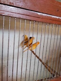 Predám kanariky - 4