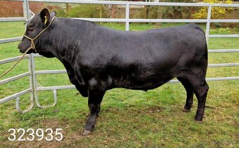 Plemenný býk Aberdeen Angus - vakcinovaný na Bluetongue - 4