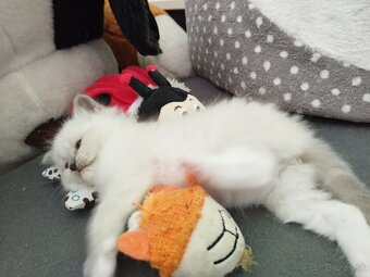 Ragdoll - 4