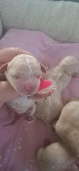 Maltipoo mini - 4