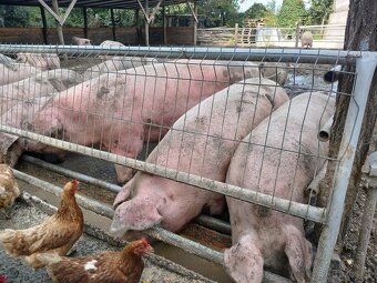 Predám jatočné ošípané - 4