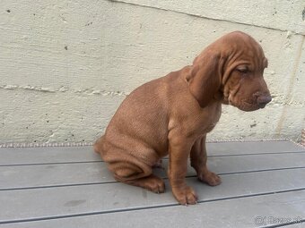 Maďarská vyžla - šteniatka - 4