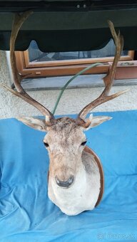 Predám krásny preparát Daniela. Parožie,zhody, trofeje - 4