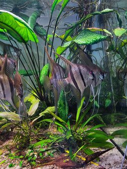 Skaláre Santa Isabel - 4