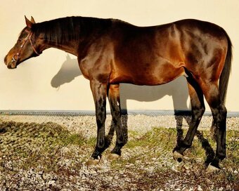 Perspektívna kobyla ST do chovu/športu - 4