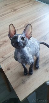 Cornish rex s PP - 4