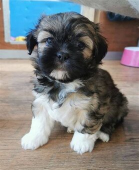 Krásne šteniatka Lhasa Apso. - 4