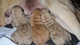 Španielsky mastin - kluci s PP - 4