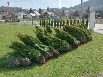 Tuja Smaragd, vavrínovec, červienka - Dolný Kubín - 4