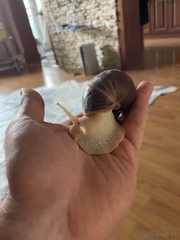 Africký slimák Achatina sp. - 4