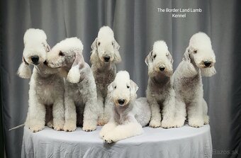 Bedlington teriér - 4