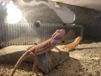 Agama bradatá red - 4