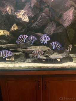Akvarium - 4