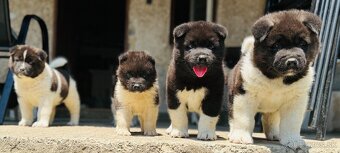 Americká Akita - 4