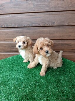 Maltipoo - 4