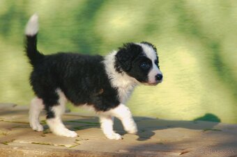 Šteniatka Border Kólia - 4