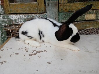 Nemecký obrovity strakáč - 4