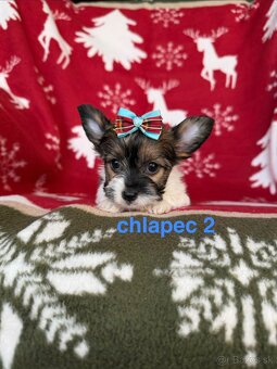 Biewer yorkshire terrier - 4