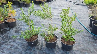 Čučoriedky kanadské sadenice - 4