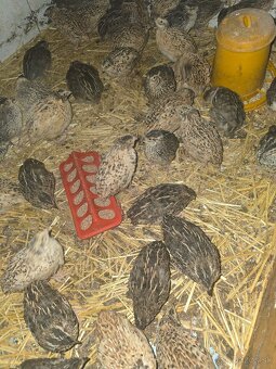 Prepelice,prepeličky - 4