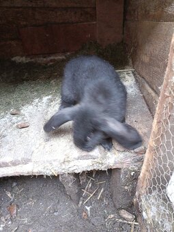 Predám králiky - 4