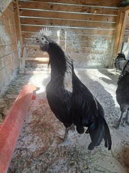 Ayam Cemani - 4