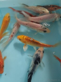 Jazierkové ryby - koi kapre - 4