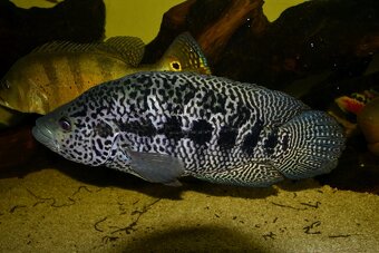 Parachromis managuensis - Jaguar cichlid - 4