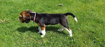 bígl, bígel, beagle - 4