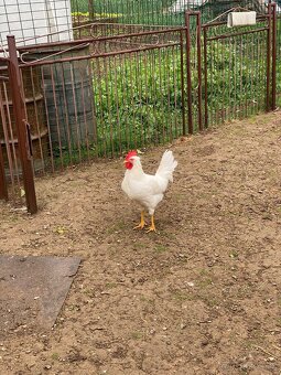 Predam kohutov Leghorn - 4
