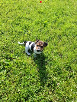 Jack russell terier - 4