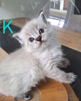 Ragdoll mačiatka - 4