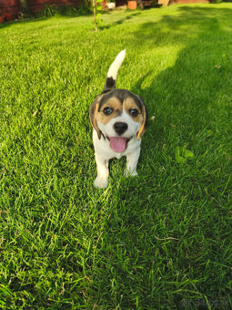 Beagle, bígel, bígl, bigel - 4