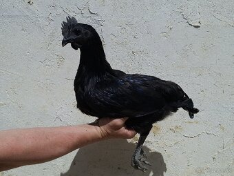 Ayam cemani - 4