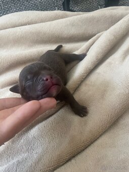 American bully POCKET - 4