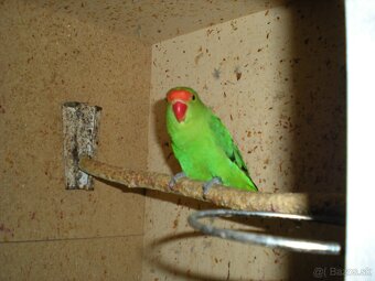 Agapornis Etiopsky-TARANTA - 4