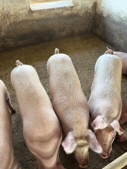 Jatočné výkrmové ošípané - 4