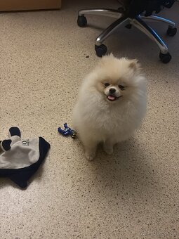 Pomeranian mini - 4