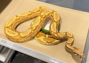 Boa Constrictor - Velhad Kralovsky - 4