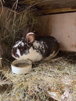 Hybrid-Hyla samec - 4