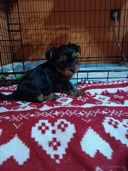 Yorkshirsky teriér - 4