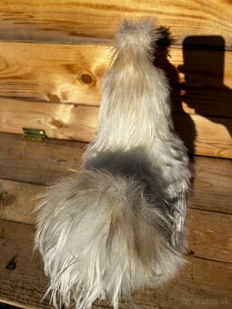 Hodvabničky - kohút - 4