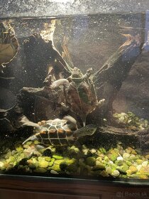vodné korytnačky s akvárium a skrinkou - 4