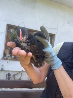 Darujem Marans Kohútikov - 4