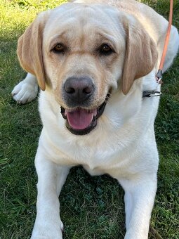 Labrador štěňátka s PP - 4