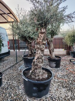 Olivovník europea - 4